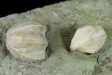 Multiple Blastoid (Pentremites) Plate - Illinois #135605-2